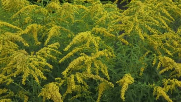 Solidago virgaurea jaune fleur dans le jardin d'été 