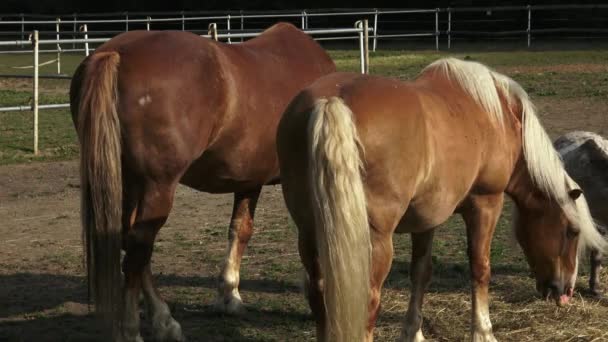 干し草を食べている馬のグループ。ファームの干し草を食べている馬. — ストック動画