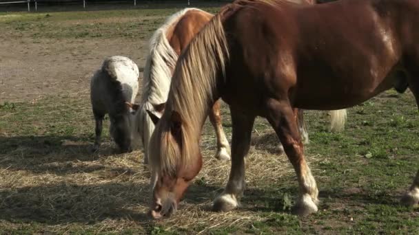 Gruppe von Pferden, die Heu fressen. Pferde fressen Heu auf dem Hof. — Stockvideo