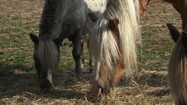 Grupo de caballos comiendo heno — Vídeo de stock