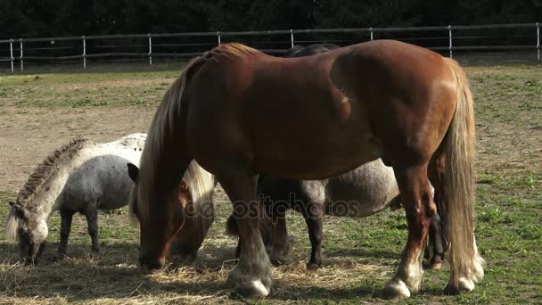 Groupe de chevaux mangeant du foin. Chevaux mangeant du foin à la ferme .