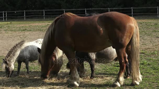 Grupo de caballos comiendo heno. Caballos comiendo heno en la granja . — Vídeo de stock