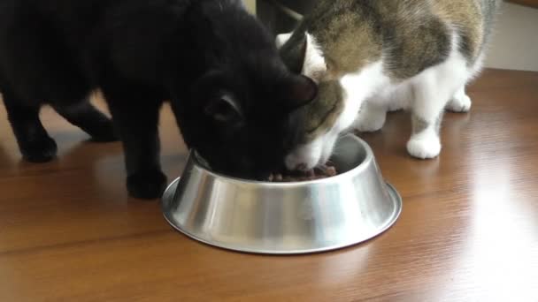 Twee katten zijn eten van een kom — Stockvideo