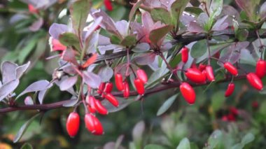 Kızamık (Berberis vulgaris) dal taze olgun çilek doğal yeşil renkli Berberis thunbergii (Latince Berberis Coronita)