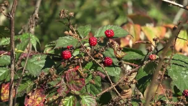 Rubus ulmifolius - Amoras maduras no mato no outono — Vídeo de Stock