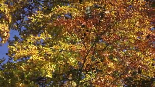 Feuillage coloré dans le parc d'automne — Video
