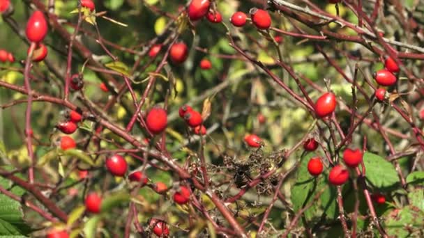 Rosa canina. Vilda briar. Skönhet av sen sommar — Stockvideo