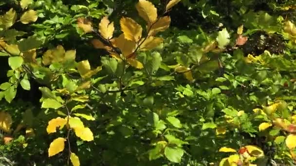 Sonbahar parkında renkli yapraklar — Stok video