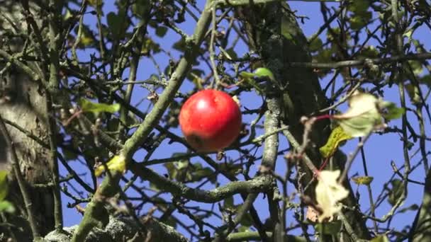 Pomme rouge croustillante sur une branche — Video