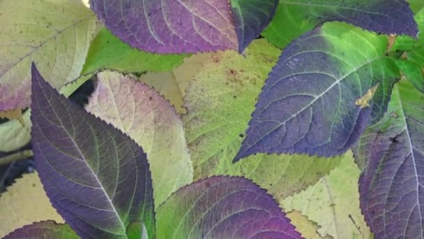 Las hojas de la planta otoñal de hortensia — Vídeo de stock