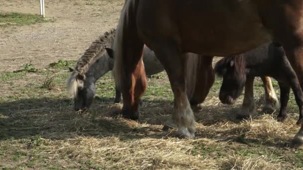 Pferde fressen Heu auf dem Hof. — Stockvideo