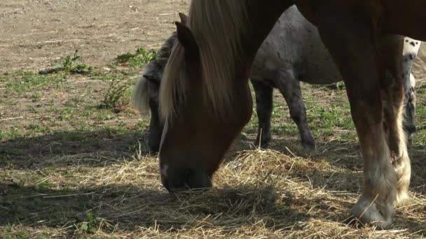 Hästarna äter hö på gården. — Stockvideo