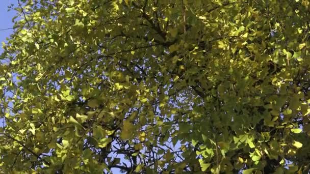 Arbres avec des feuilles de couleur en automne — Video