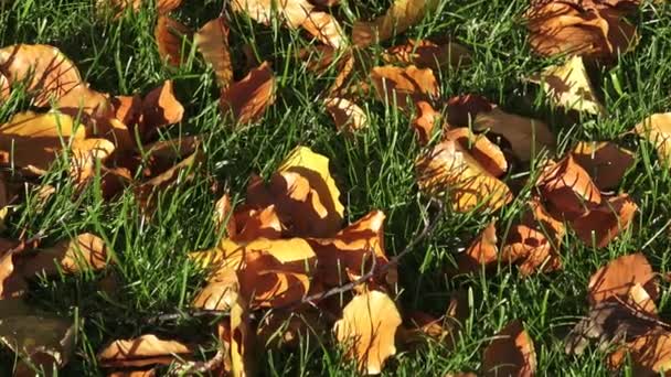 Цветной фон из опавших осенних листьев — стоковое видео