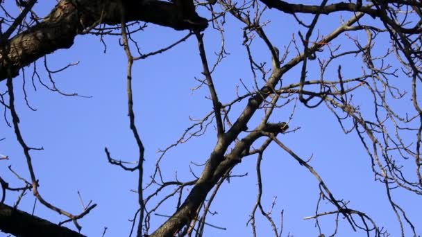 Tree branch silhouette without leaves with blue sky background — Stock Video