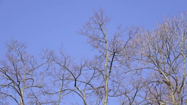 Árvores sem folhas com fundo azul céu — Vídeo de Stock