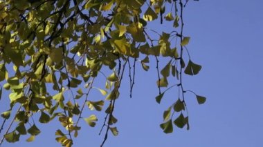 Sonbahar (Ginkgo biloba ağacı yaprakları)