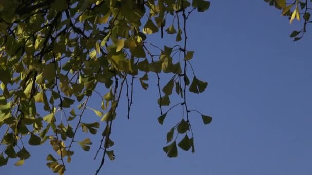 Drzewa liści jesienią (Ginkgo biloba) — Wideo stockowe