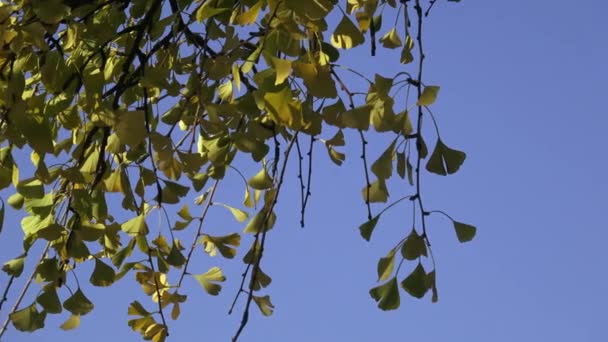 Tree leaves in autumn (Ginkgo biloba) — Stock Video