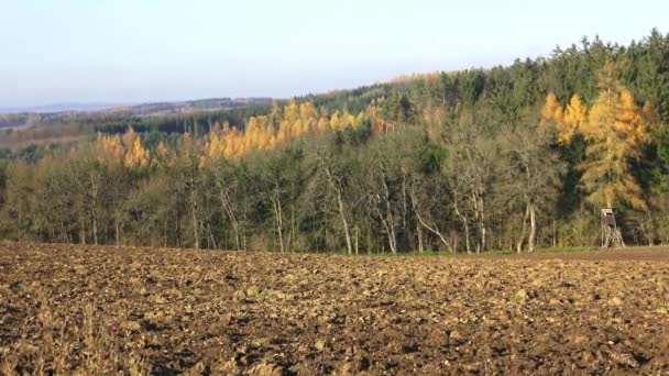 Champs fleuris entourés de forêts. Paysage d'automne - champ labouré et forêt en arrière-plan .