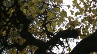 Kıvrık dallar ağacın taç