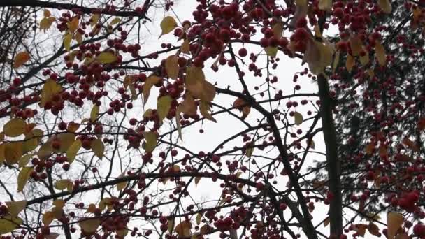 Rode Kleine Wild Appels Appelboom Bessen Vruchten Van Herfst Winter — Stockvideo