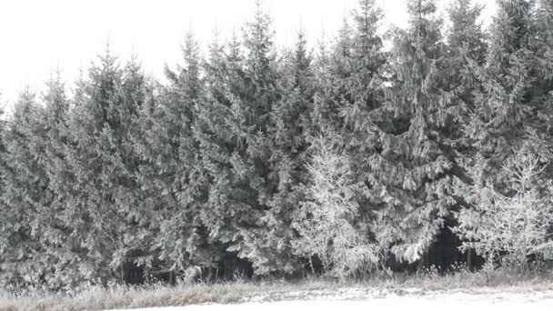 Sneeuw Bedekt Bomen Winter Forest Prachtige Winterlandschap Schilderachtige Winterlandschap Mistige — Stockvideo