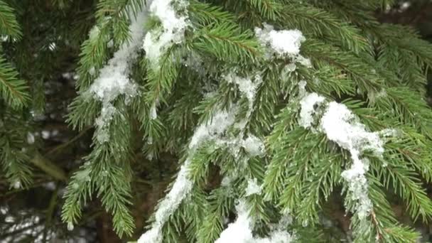 Árbol Invierno Cubierto Nieve Rama Árboles Cubierta Nieve — Vídeo de stock