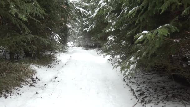 Bosque Invierno Camino Bosque Nieve — Vídeo de stock