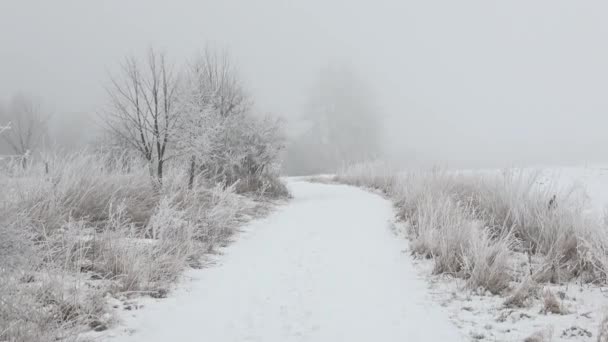 Beautiful Winter Landscape Scenic Winter Landscape Winter Foggy Landscape — Stock Video