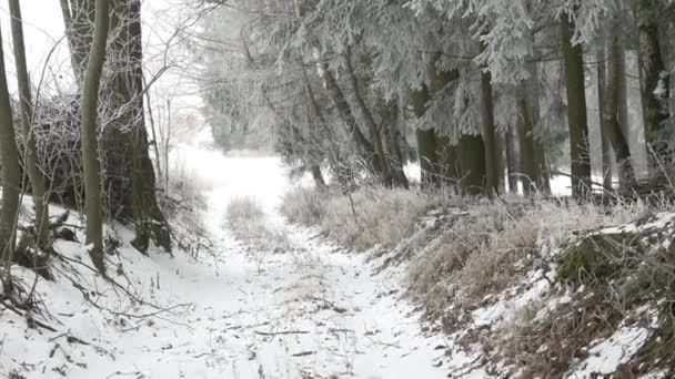 Paysage Hivernal Pittoresque Arbres Dans Brume Journée Hiver Sombre — Video