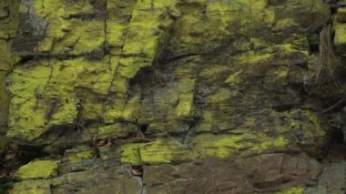 Büyük dağ taş taş, liken (psilolechia lucida) ile kaplı. Bir kaya yüzeyi ile lots-in yeşil liken closeup