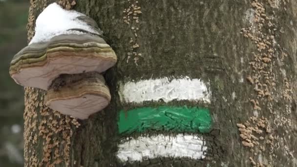 観光ルートのマーキング ツリー上の観光標識 樹皮にチェコ観光サイン 木の幹にキノコ — ストック動画