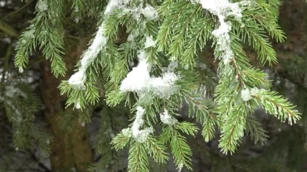 Árbol Invierno Cubierto Nieve Rama Árboles Cubierta Nieve — Vídeo de stock