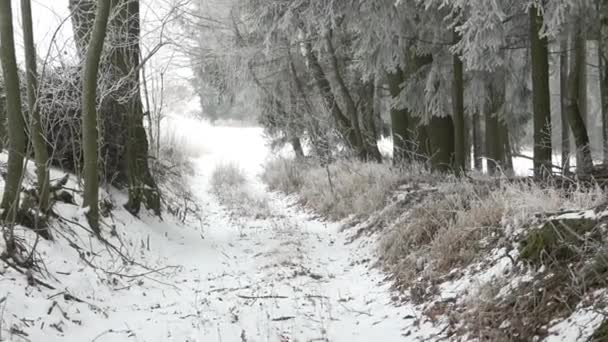 Paysage hivernal pittoresque. Arbres dans la brume, journée d'hiver sombre .