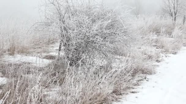 Bellissimo Paesaggio Invernale Paesaggio Invernale Panoramico Inverno Nebbioso Paesaggio — Video Stock