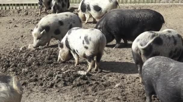 Leitão Sus Scrofa Domestica Numa Exploração Biológica — Vídeo de Stock