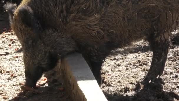 Dzik Sus Scrofa Poszukiwanie Żywności — Wideo stockowe