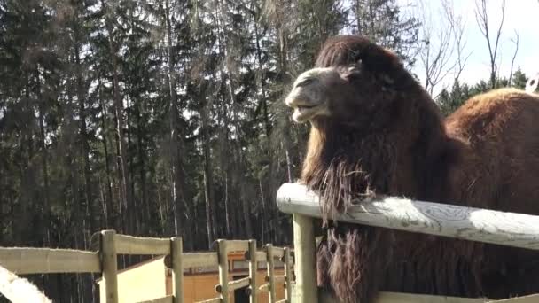 Двогорбий Верблюд Camelus Bactrianus Двогорбий Верблюд Близькі Портрет — стокове відео