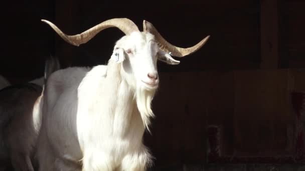 Grupo Cabras Capra Hircus Grupo Animales — Vídeos de Stock