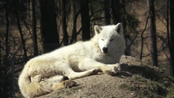 The Arctic wolf (Canis lupus arctos), also known as the Melville Island wolf. Wolf lying at rest.