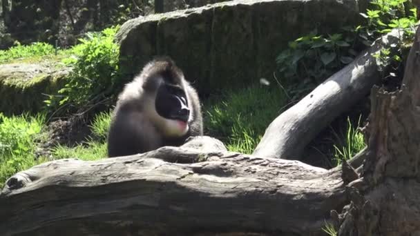 Macaco Furadeira Mandrillus Leucophaeus Habitat Natural — Vídeo de Stock