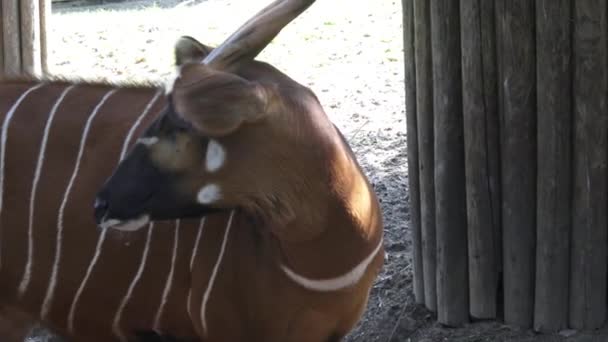 Bongo Antelope Boocercus Euryceros Isaaci — Stock Video
