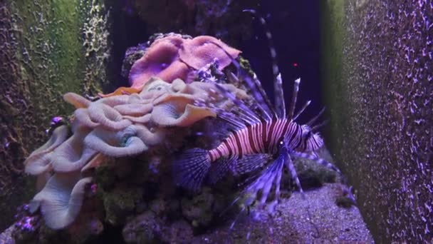 Pesce Alato Zebrato Pterois Volitans Pesce Della Famiglia Scorpion Veleno — Video Stock