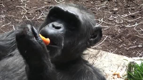 一只黑猩猩 潘黑猩猩 吃蔬菜 黑猩猩肖像 — 图库视频影像