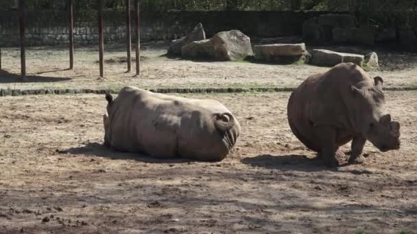 Dos Rinocerontes Blancos Del Sur Ceratotherium Simum Simum Descansando — Vídeos de Stock