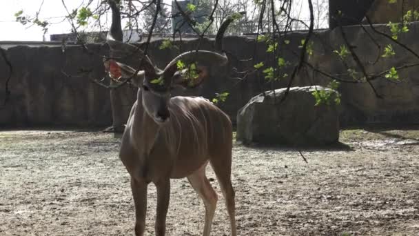 Beautiful Antilope Big Horns — Stock Video