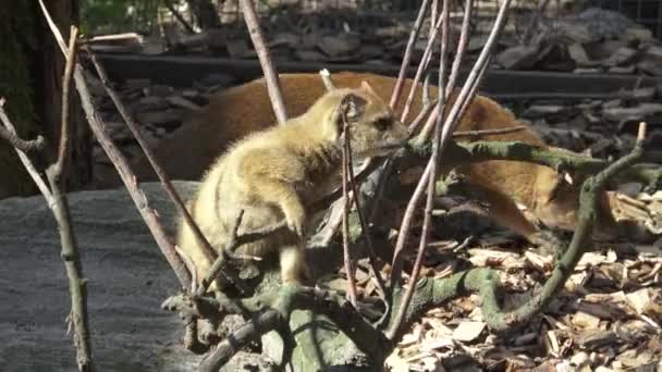 Den Gula Mongoose Cynictis Penicillata — Stockvideo