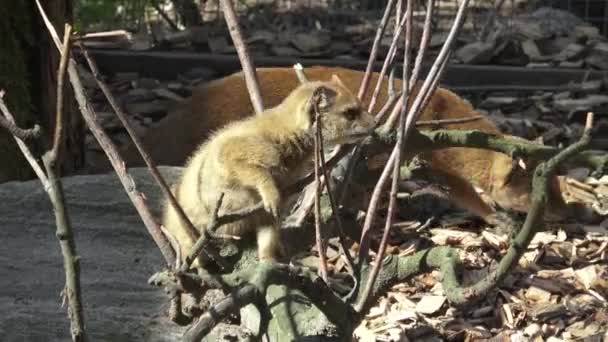 Mangusta Cynictis Penicillata — Stock video