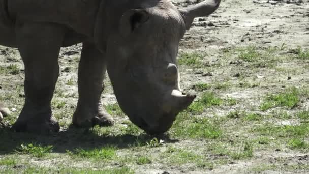 Rinoceronte Diceros Bicornis Com Grandes Chifres — Vídeo de Stock